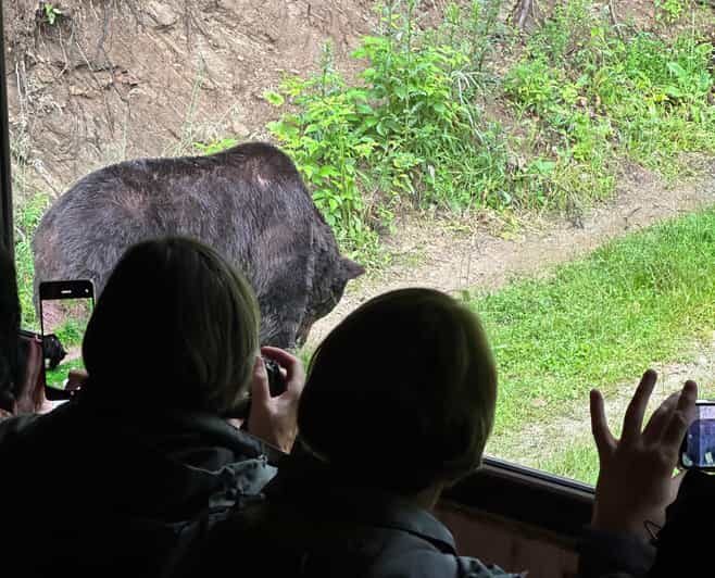Brasov: Bear Watching in the Wild (From a Hideout) - What to Expect During the Experience