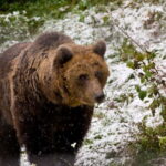 Brasov: Brown Bear & Wildlife Watching - Who Should Book This Tour?