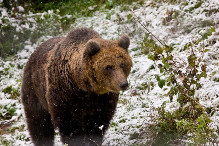 Brasov: Brown Bear & Wildlife Watching - Who Should Book This Tour?