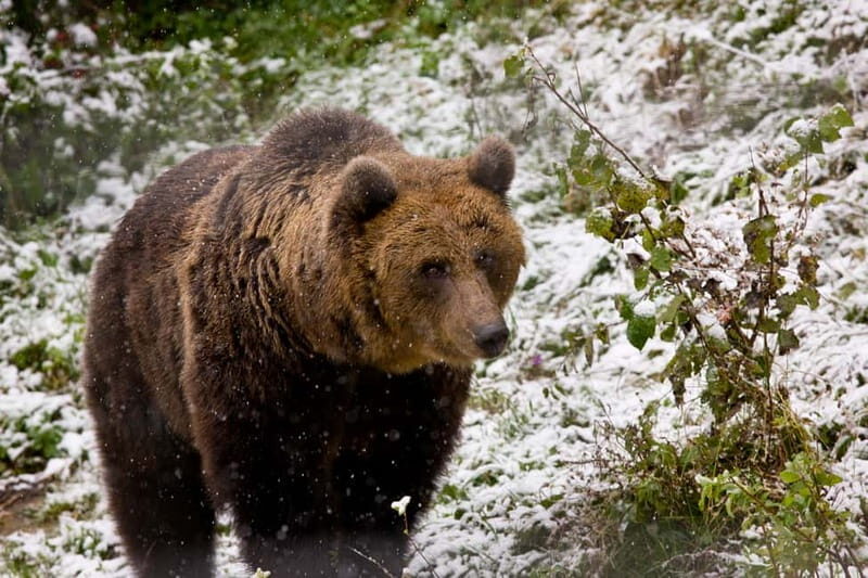 Brasov: Brown Bear & Wildlife Watching - Who Should Book This Tour?