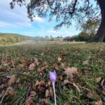 Brasov: Tour with Transfer Libearty Bear Sanctuary - What Makes This Tour Special?