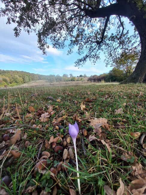 Brasov: Tour with Transfer Libearty Bear Sanctuary - What Makes This Tour Special?