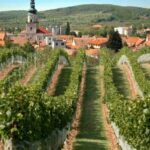 Bratislava: 6,5-Hour Carpathian Wine Tour and Tasting - Who Would Love This Tour?