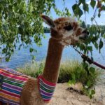 Braunschweig: Alpaca Trekking Tour - Why This Tour Works
