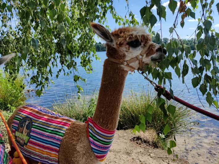 Braunschweig: Alpaca Trekking Tour - Why This Tour Works