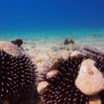 BRELA Bikini Dive *Try SCUBA DIVING* - How This Experience Fits Into Your Croatian Adventure