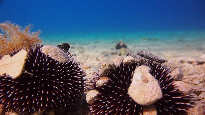 BRELA Bikini Dive *Try SCUBA DIVING* - How This Experience Fits Into Your Croatian Adventure