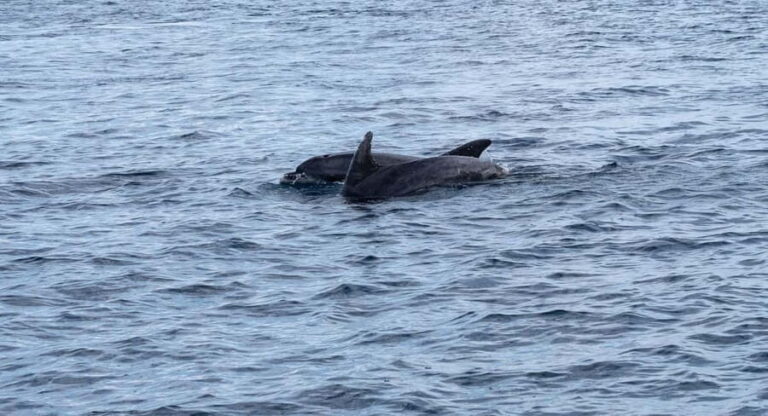 Brijuni Islands: Sunset & Dolphins private boat tour - The Experience: Details & Insights