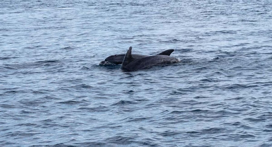 Brijuni Islands: Sunset & Dolphins private boat tour - The Experience: Details & Insights