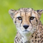 Bristol: Bristol Zoo Project Entry Ticket - Practical Tips for Visiting Bristol Zoo Project