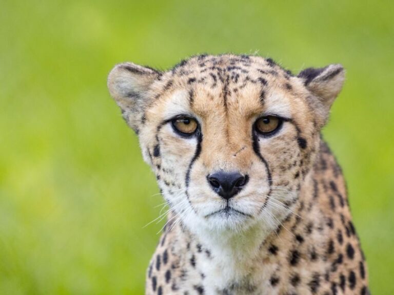 Bristol: Bristol Zoo Project Entry Ticket - Practical Tips for Visiting Bristol Zoo Project