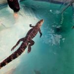 Bristol: Crocodile Swimming Experience coffee and cake - Practical Details