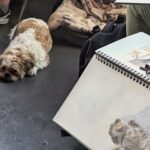 Bristol: Dog Life Drawing led by local Artist Cai Burton - An In-Depth Look at the Bristol Dog Life Drawing Experience