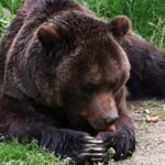 Brown Bear Sanctuary Tour from Brasov Entrance Ticket Guaranteed - What Travelers Have Said