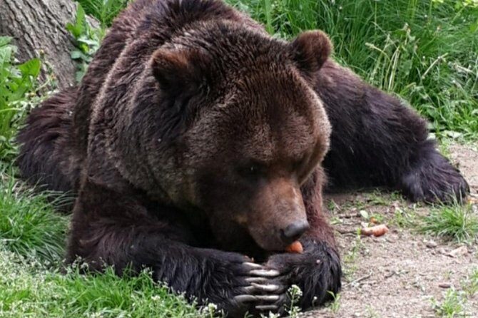 Brown Bear Sanctuary Tour from Brasov Entrance Ticket Guaranteed - What Travelers Have Said