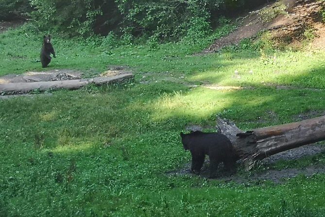 Brown Bears in the wild, no fence - Who Will Love This Tour?
