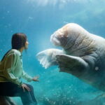 Brugelette: Pairi Daiza Zoo Entry Ticket - Navigating the Themed Worlds