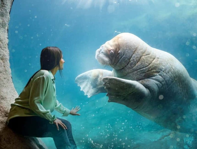 Brugelette: Pairi Daiza Zoo Entry Ticket - Navigating the Themed Worlds