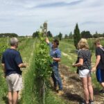 Brunello di Montalcino, small biodynamic wineries - Price and Value