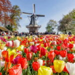 Brussels: Full Day Holland Keukenhof & Windmills Guided Tour - Who Will Love This Tour?