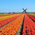 Brussels: Keukenhof, Tulips, and Delft Day Trip - Practical Details and Value