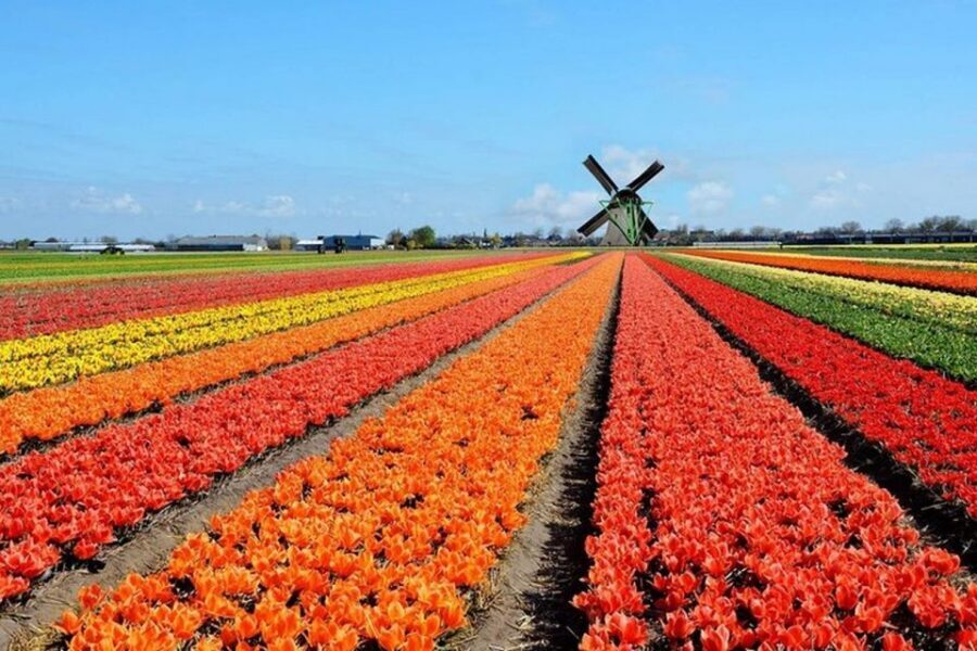 Brussels: Keukenhof, Tulips, and Delft Day Trip - Practical Details and Value