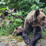 Bucharest: Brown Bears Sanctuary and Quad Tour - Whats Included and Whats Not
