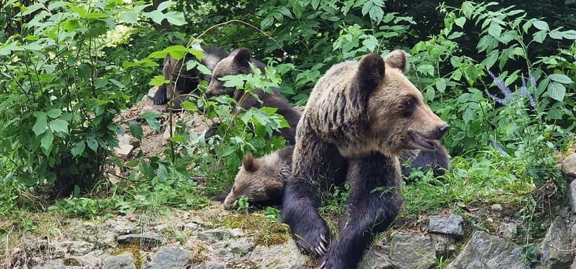 Bucharest: Brown Bears Sanctuary and Quad Tour - Whats Included and Whats Not