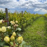 Bucharest: Half-Day Tour of Dealu Mare Wineries - What Does the Tour Include?