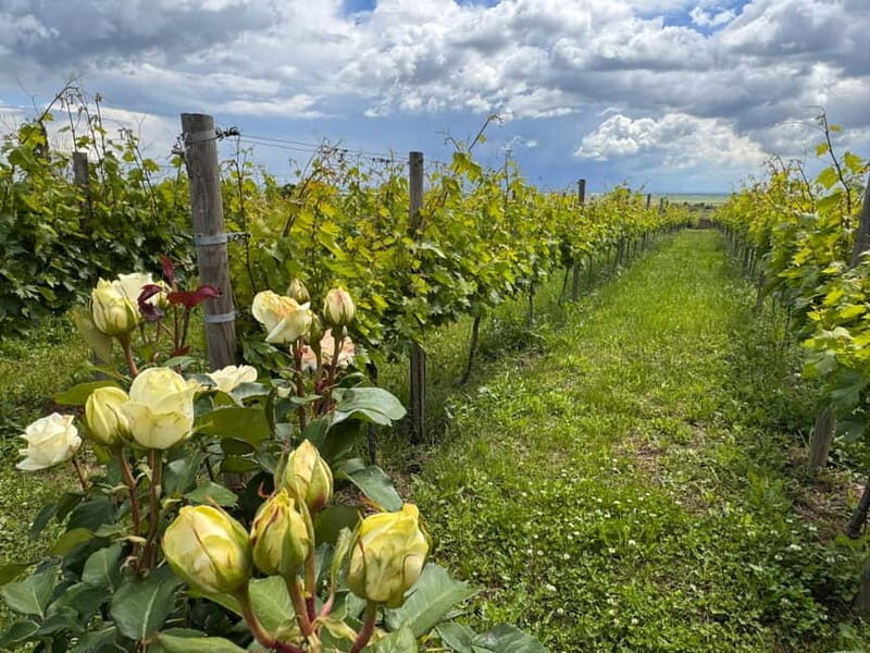 Bucharest: Half-Day Tour of Dealu Mare Wineries - What Does the Tour Include?