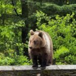 Bucharest: Top Gear Road and Wild Brown Bears Day Trip - Authentic Insights from Travelers