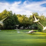 Bucharest: Tour to Danube Delta 2-Days With Boat Tour - Who Should Consider This Tour?