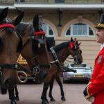 Buckingham Palace: Admission ticket to The Royal Mews - Frequently Asked Questions