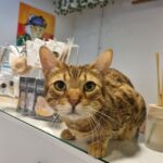 Budapest: Cat Museum Budapest Entry Ticket - The Authenticity and Value of the Experience