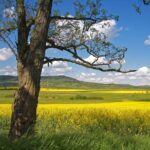 Budapest-Vienna One-Way Sightseeing Transfer - Transport, Timing, and Group Size