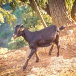 Buggy Adventure with Incredible Views of the Sea and the Reservoir - The Experience and Reviews: What Travelers Say