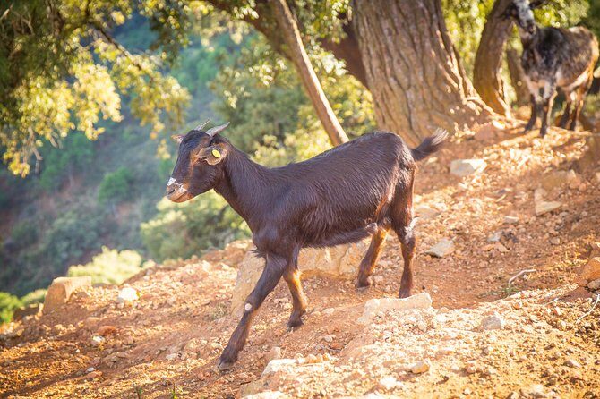 Buggy Adventure with Incredible Views of the Sea and the Reservoir - The Experience and Reviews: What Travelers Say