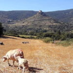 Burgos: Sardinian Pecorino Cheese Workshop - Who Is This Tour Best For?