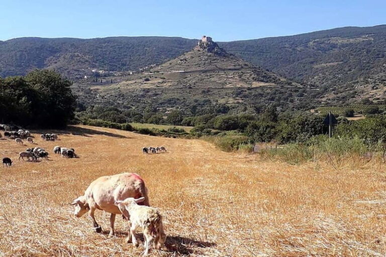 Burgos: Sardinian Pecorino Cheese Workshop - Who Is This Tour Best For?