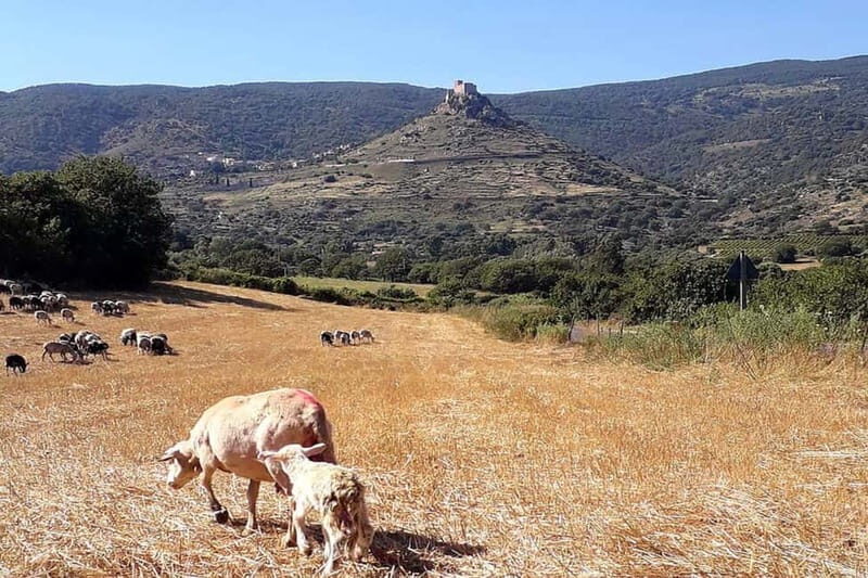 Burgos: Sardinian Pecorino Cheese Workshop - Who Is This Tour Best For?