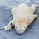 Bus to Ranua Zoo from Rovaniemi - Real Traveler Insights