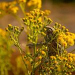 Buskett Woodlands and Dingli Cliffs Nature Walking Private Tour - Final Thoughts