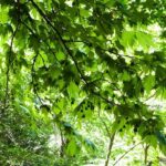 Butterfly Valley & Wine, Olive Oil, Honey Tasting Tour (Small Group) - The Butterfly Valley Experience