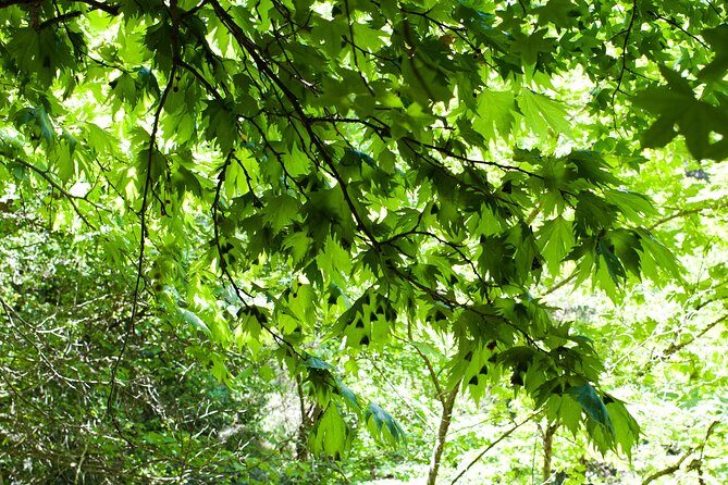 Butterfly Valley & Wine, Olive Oil, Honey Tasting Tour (Small Group) - The Butterfly Valley Experience