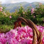 Buzludzha Monument and the Rose Valley Guided Day Tour - Key Points