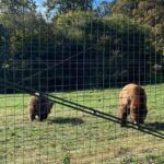 BV05-Private Hiking Tour and Bear Watching: Piatra Craiului - Who Would Love This Tour?