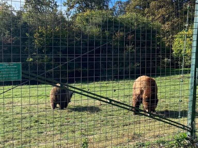 BV05-Private Hiking Tour and Bear Watching: Piatra Craiului - Who Would Love This Tour?
