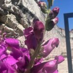 Byzantion Walk Path and City Walls of Istanbul - Authentic Insights from Reviewers