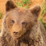 Cabarceno Natural Park Visit - Final Thoughts: Who Will Love This Tour?