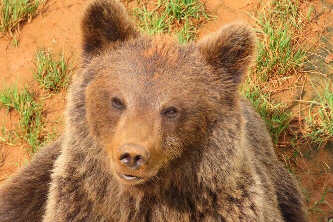 Cabarceno Natural Park Visit - Final Thoughts: Who Will Love This Tour?